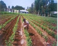 http://www.agritech.tnau.ac.in/sericulture/seri_mulberry%20cultivation_clip_image002_0009.jpg